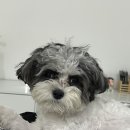 민경애견 이미지