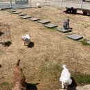 치즈 애견유치원&애견호텔 이미지