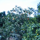 용마농장 이미지