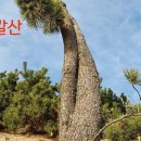 해송 이미지
