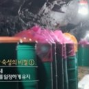 보령토굴젓갈
