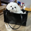 뿅이마켓