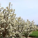 과수원길 이미지