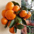 대광청과 | 제주감귤 구매는 귤세상이 답! 만족 200%