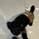 우브헤어 이미지