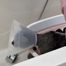 다온냥 | 강남 고양이 미용실 고양이 무마취 미용 다온냥 진짜 교감하는 미용