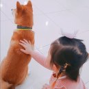 두류댕댕 이미지