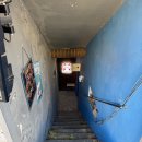 망토 두른 강아지 | [서울|마포] 크리스마스 기념 강아지 컨셉사진 촬영 후기 :: 도안사진, 강아지증명사진