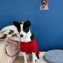 개구쟁이 애견 | 기장 애견카페 놀아라개구쟁이ㅣ기장애견호텔까지 가능한 실내 놀이터 후기