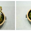 쌈채우리 이미지