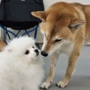 마이댕댕스쿨 이미지