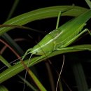 베짱이정원 이미지