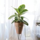 혜은농장 | 대전개업화분 배달 보낼 땐 꽃길에서 준비해요