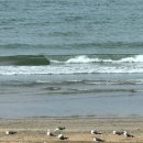 독산해변 | 충남 보령 아이랑 가기 좋은 국내여행 독산해수욕장 해루질 여름휴가