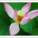 사랑방농원 이미지