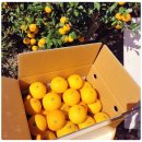 태수농장 | 제주 서귀포 남원 황금향 구매 가능하네요