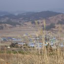 다마니 Daum카페