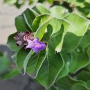 오소포연대 | 제주 성산읍 신양리 오름, '붉은오름'과 '섭지코지' 산책 후기