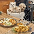 ㅋㅋ다방 | 시흥 장곡동 떡볶이 맛집 청년다방, 애견동반 방문후기