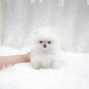 더독스 강아지분양 서울 이미지