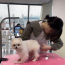 벤자민펫미용학원
