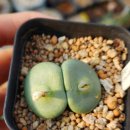 백화가든 이미지