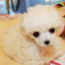 토이포이 이미지