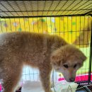 장기가축병원 이미지