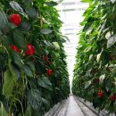 우듬지농장 이미지