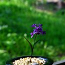 낭띠전원카페 이미지