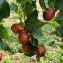 청정학곡마을 이미지