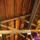 카페나무 이미지