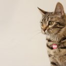 오창동물병원 이미지