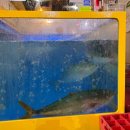 이마트 에브리데이 중곡동점 | 백일도 대방어 서울 광진구 중곡제일시장 맛집 웨이팅 포장 전화 예약