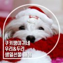 우리두리 이미지