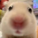 밀리카페