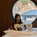 스테이 하시 이미지