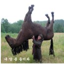 표선 이미지