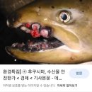 후쿠시마 방사능 기형물고기 이미지