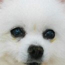 몽마르뜨 동물병원 이미지