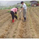 내린천 주말농장 이미지