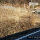 창정농장 Daum카페