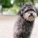 율동물의료센터 이미지