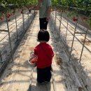 동읍139 | 창원 아이와 가볼만한 곳/창원 딸기체험, 내가키워팜 후기