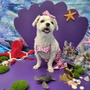 놀다가개유치원 | 천안애견유치원 놀다가시개, &#39;이것좀 봐~ 신기하지~ 문어마녀가 날 이렇게 만들었지~♬&#39;