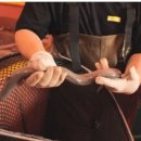 장어농장 이미지