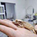 햄스터 분양 햄스터월드 | 크레 도마뱀 처음 키우는 분께 추천 크레스티드 게코 크레 용품샵 희온크레