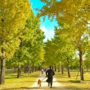 은행길경로당 | 여주 강천섬 축제 애견동반 은행나무 실시간 현황