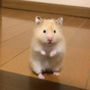 감성밥 이미지