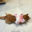 롯데애견 이미지